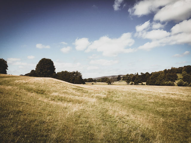 Green Grass Field